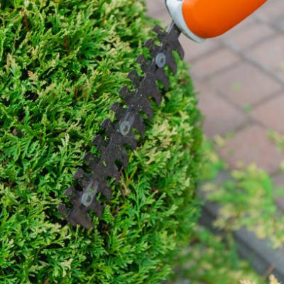 Garden scissors, trimming green bush. Working in the garden. High quality photo