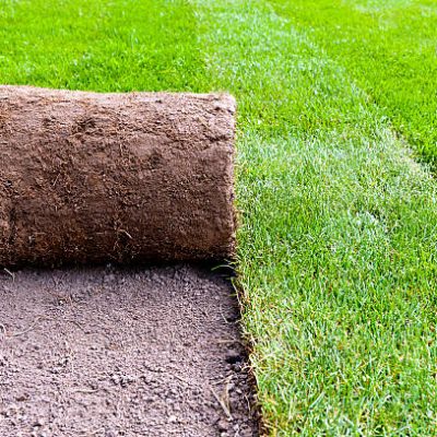 unrolling new lawn roll